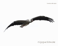 Cigogne blanche_0852.jpg